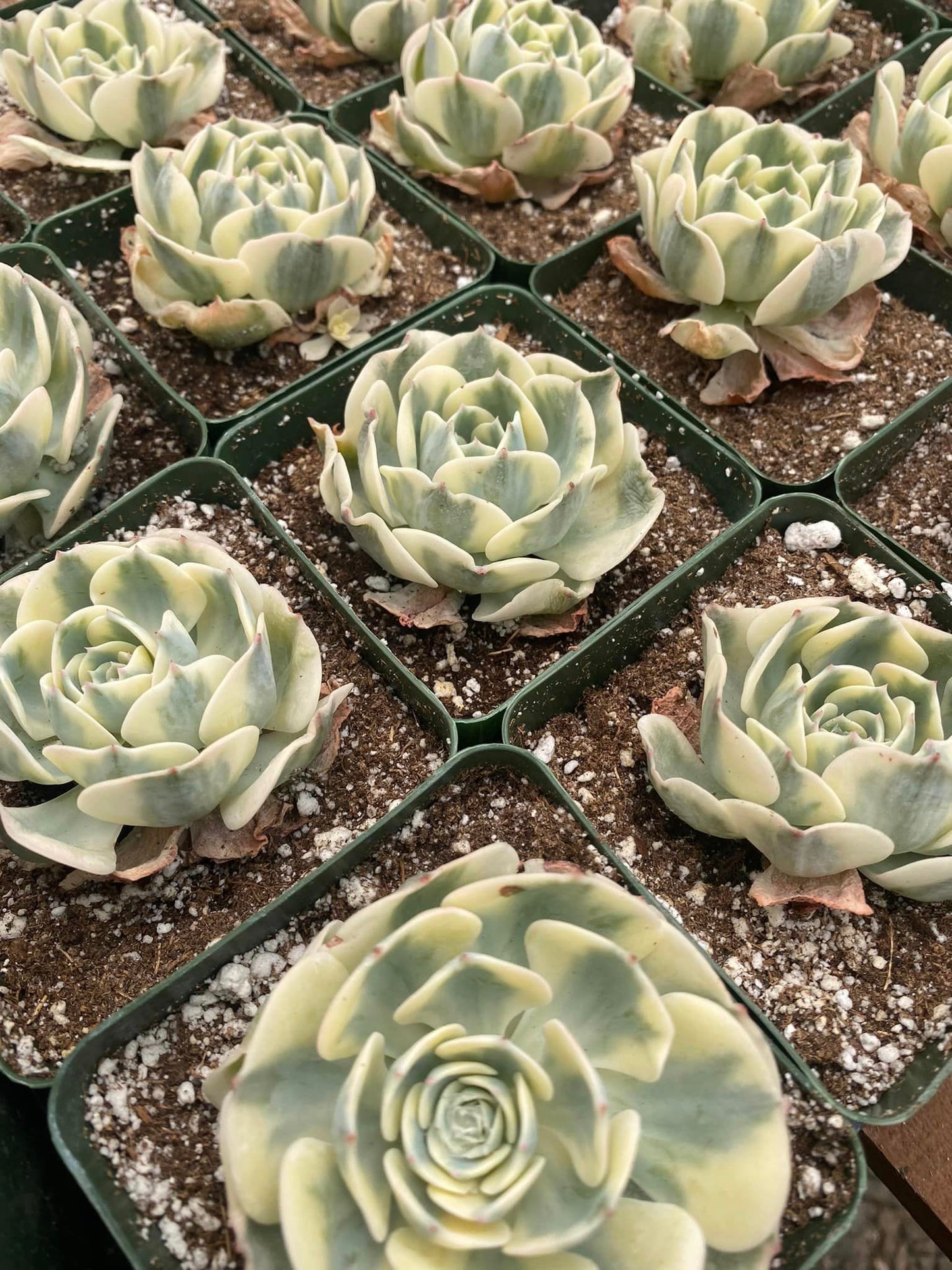 Echeveria compton carousel