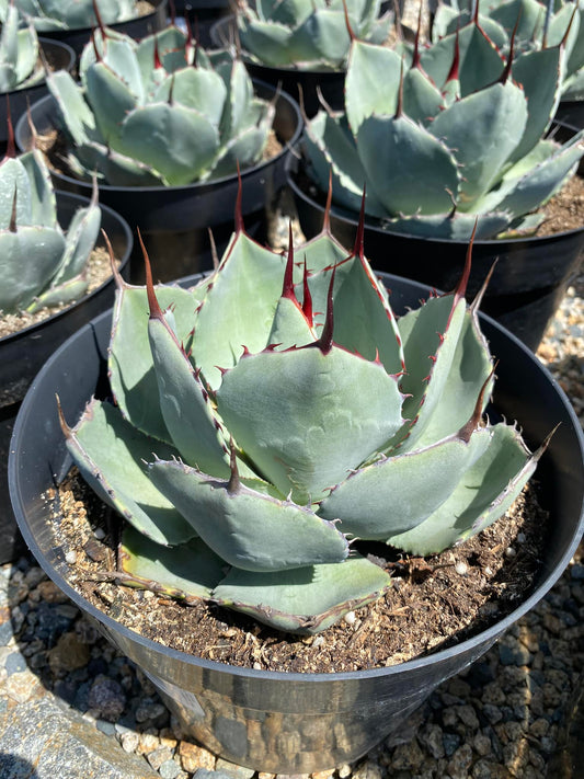 Agave parryi truncata