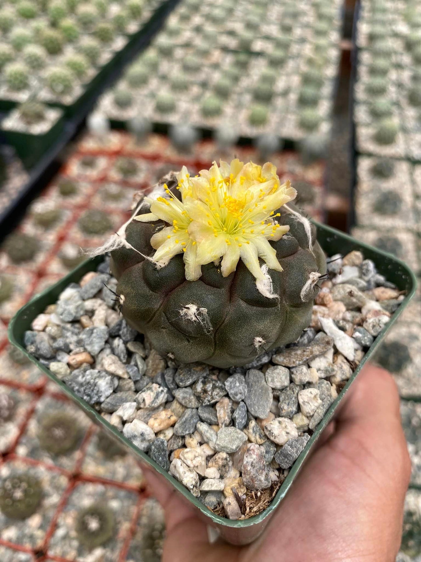 Copiapoa hypogae