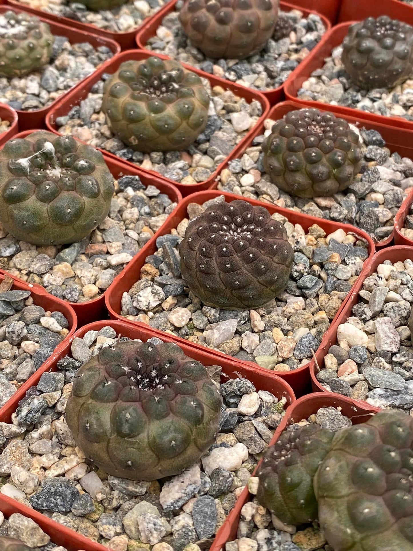 Copiapoa hypogae