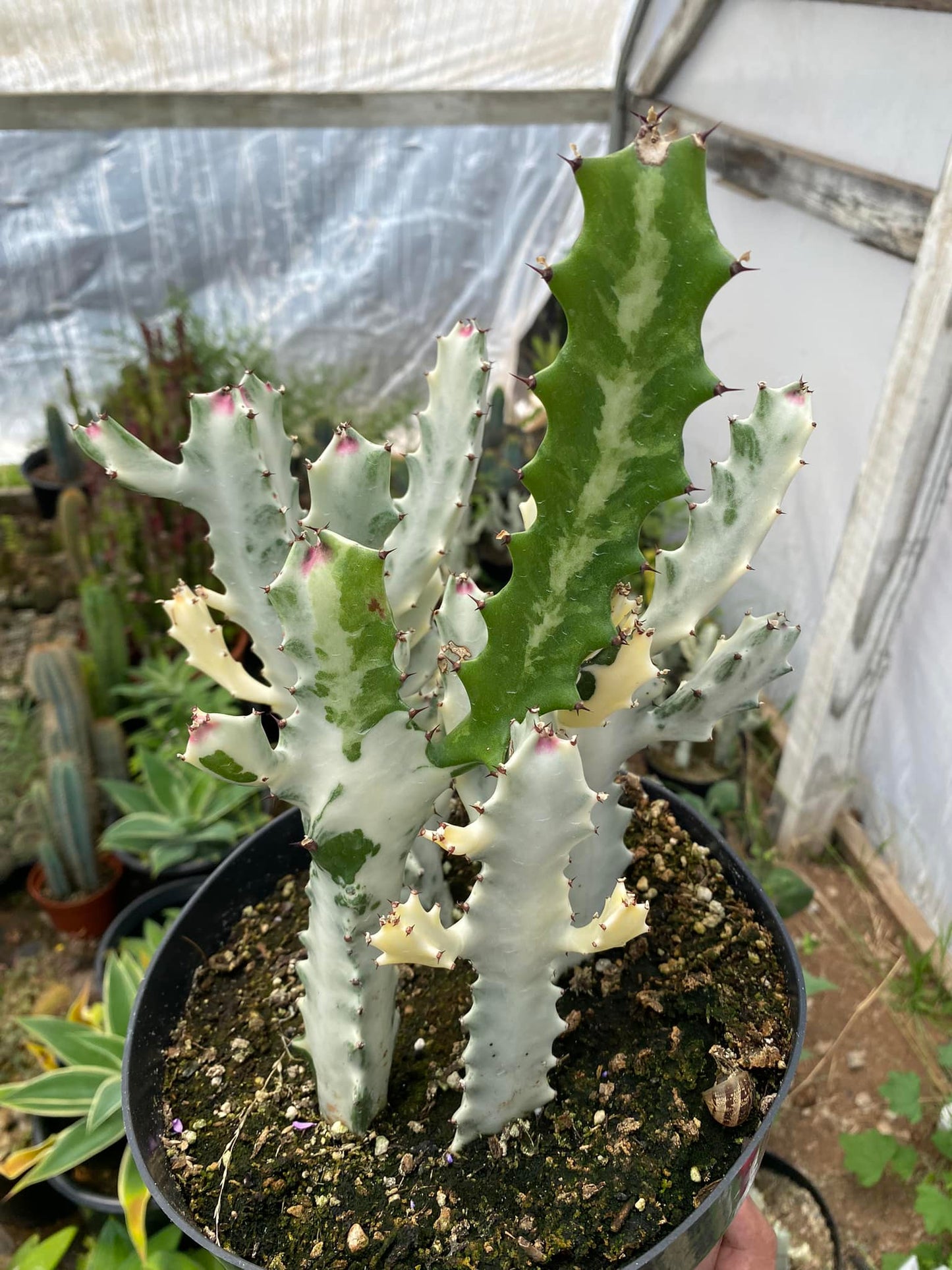 Euphorbia lactea ‘white ghost’