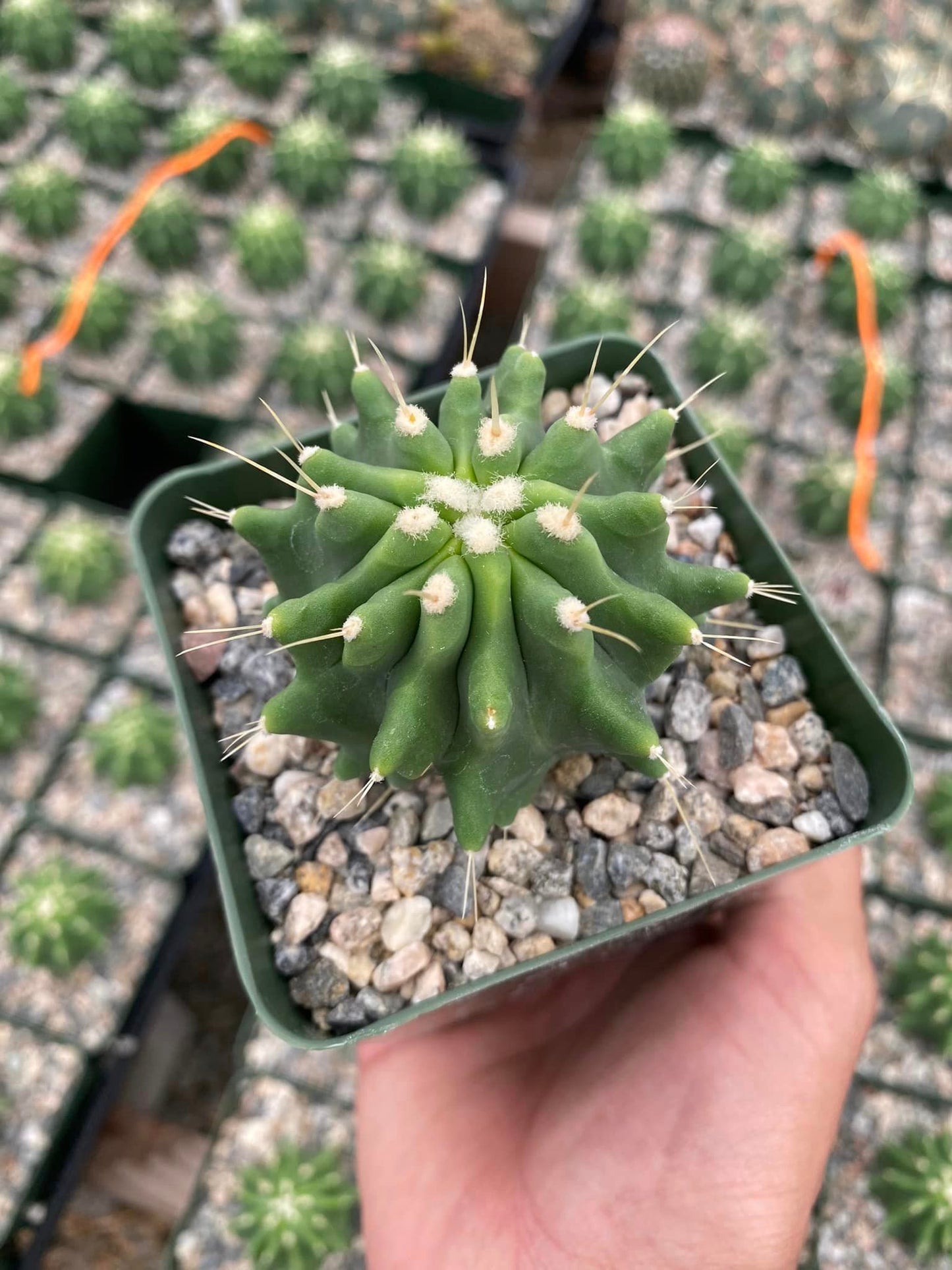 Ferocactus glaucescens inermis