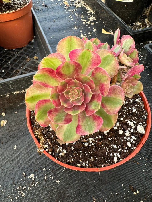 Aeonium 'Harlot' cluster