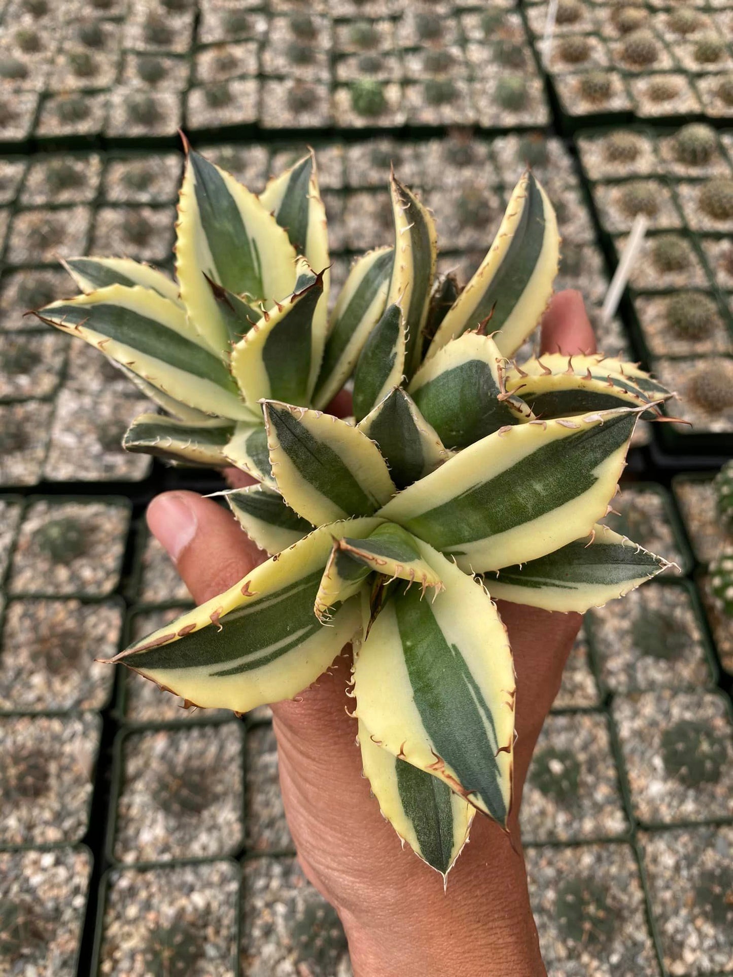 Agave titanota ‘snaggle tooth’