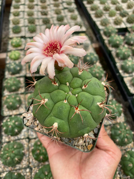 Gymnocalycium marquezii