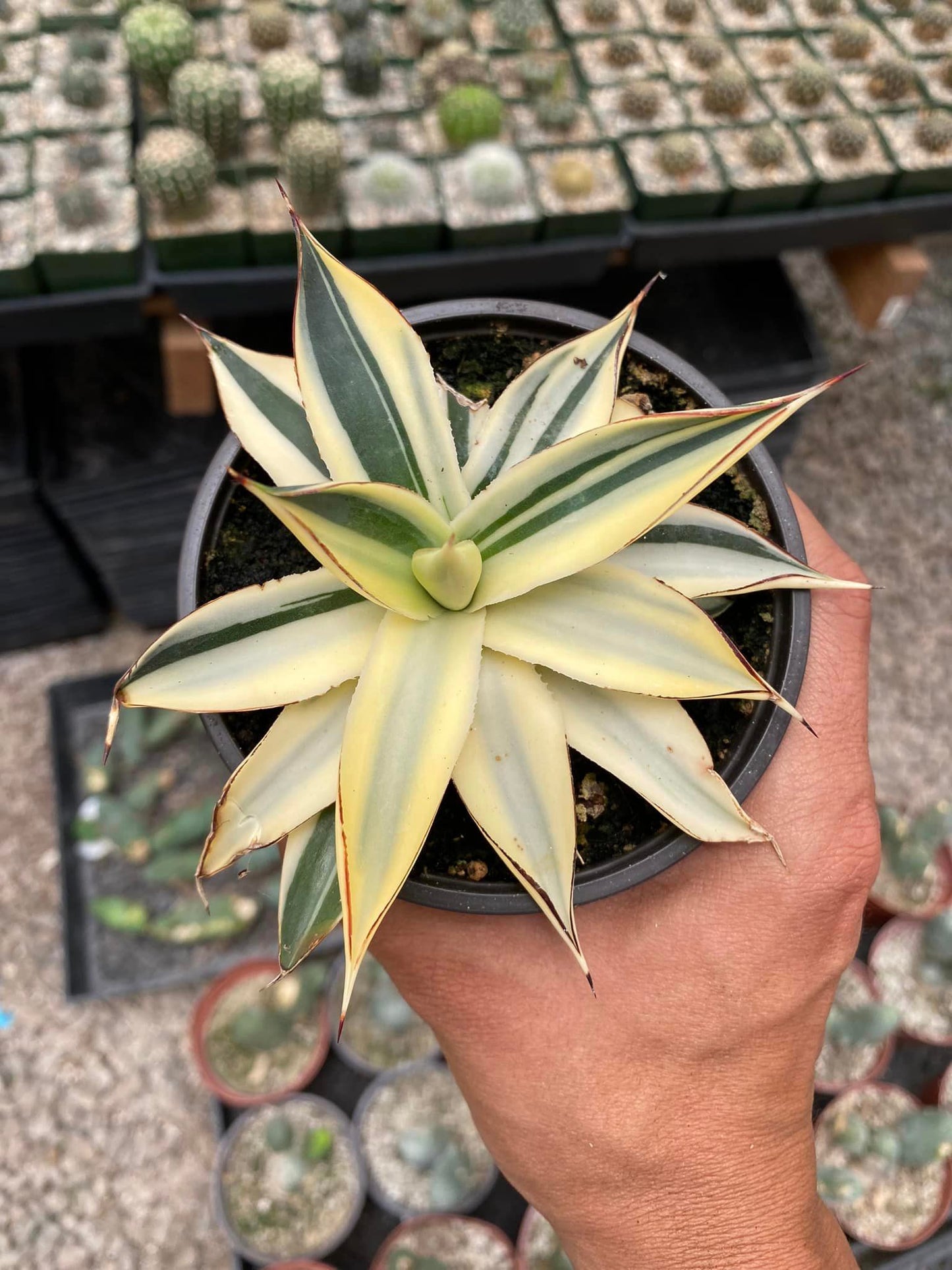 Agave sun glow half variegated