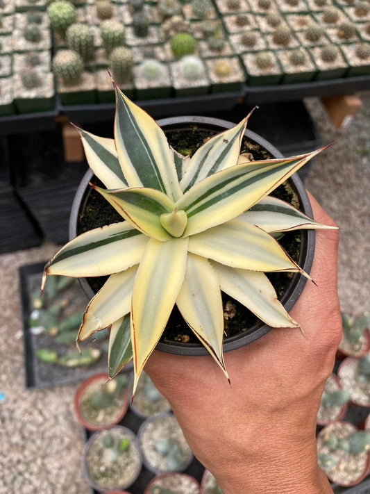 Agave sun glow half variegated