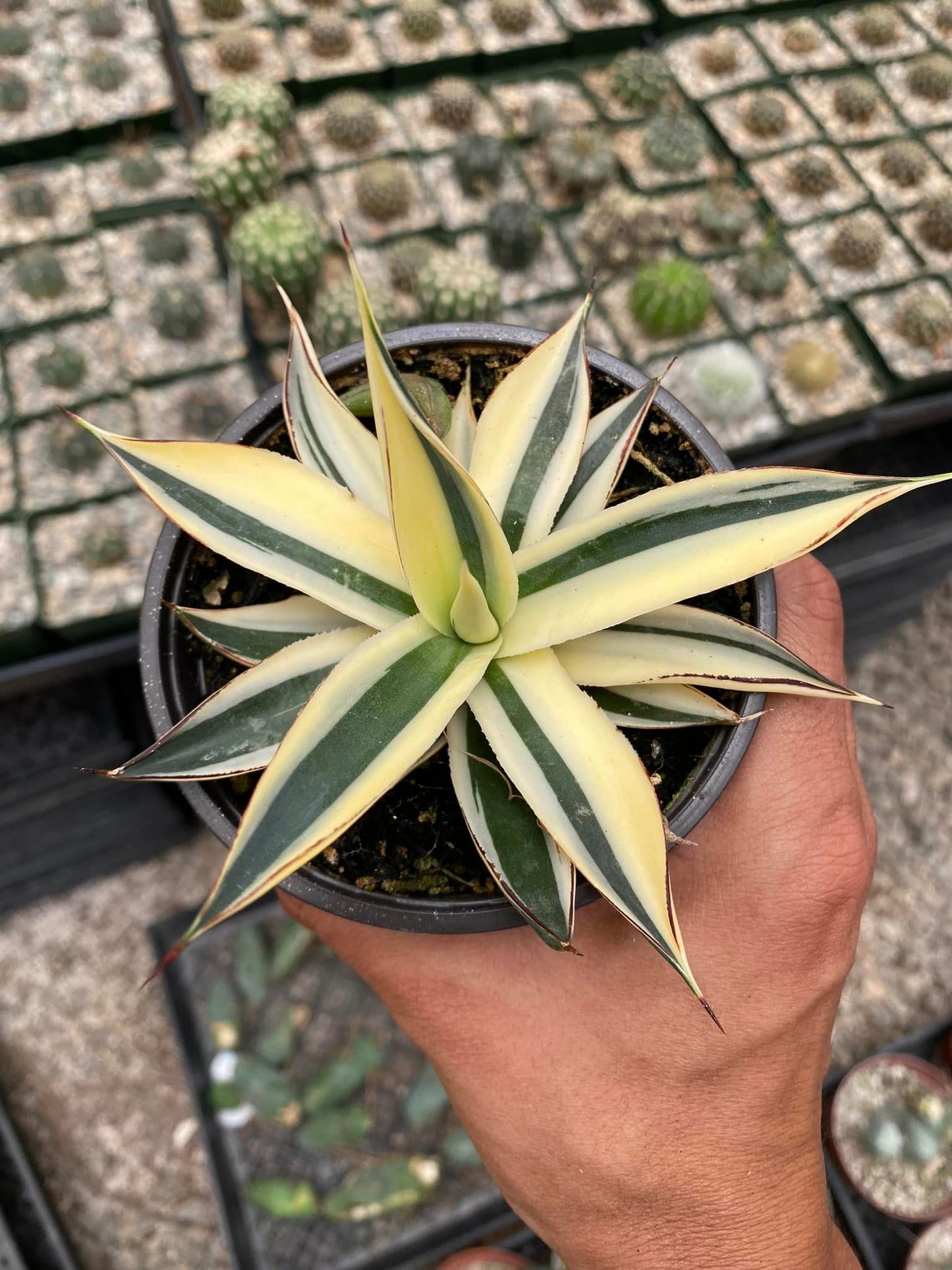 Agave sun glow half variegated