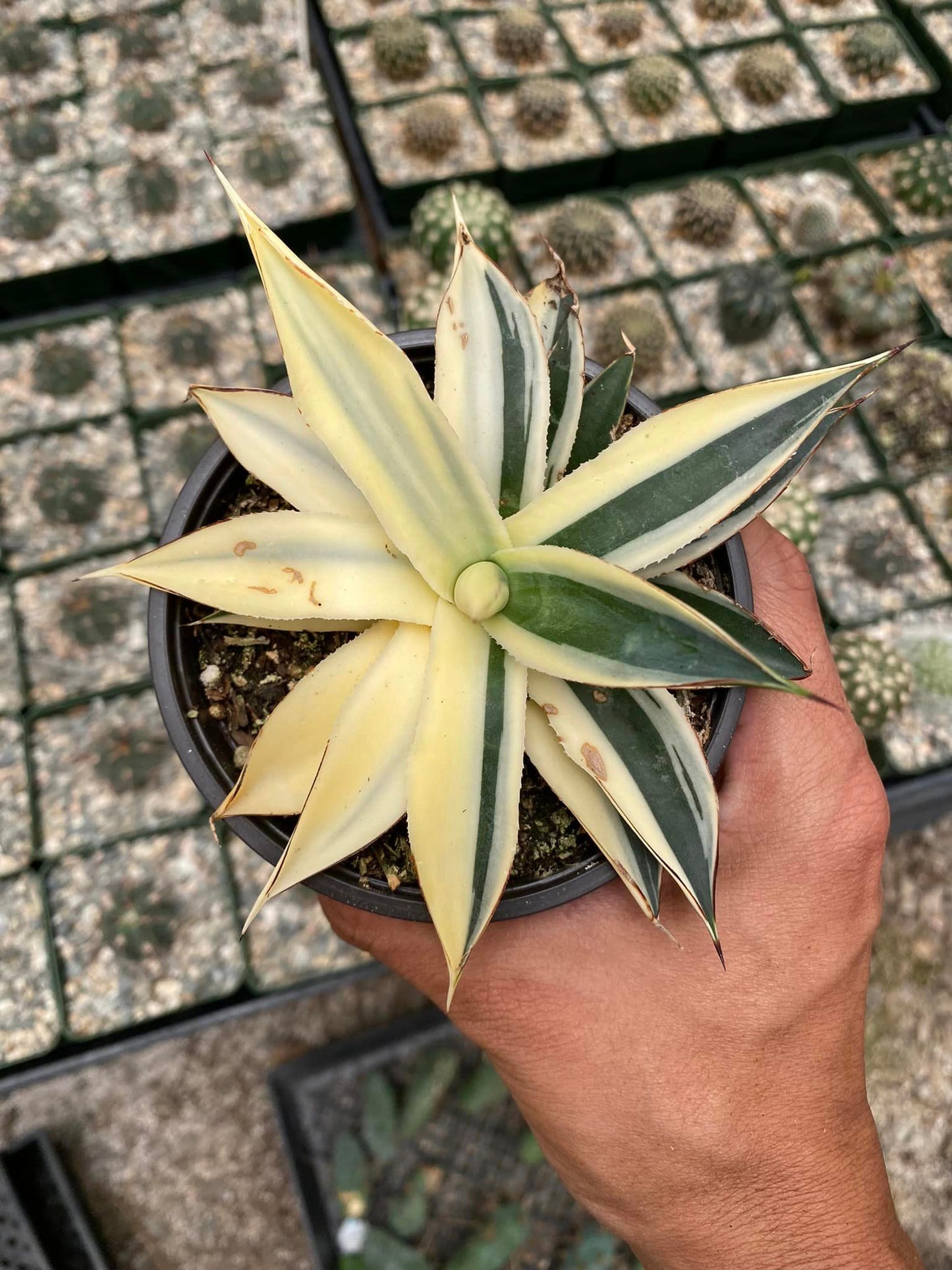 Agave sun glow half variegated