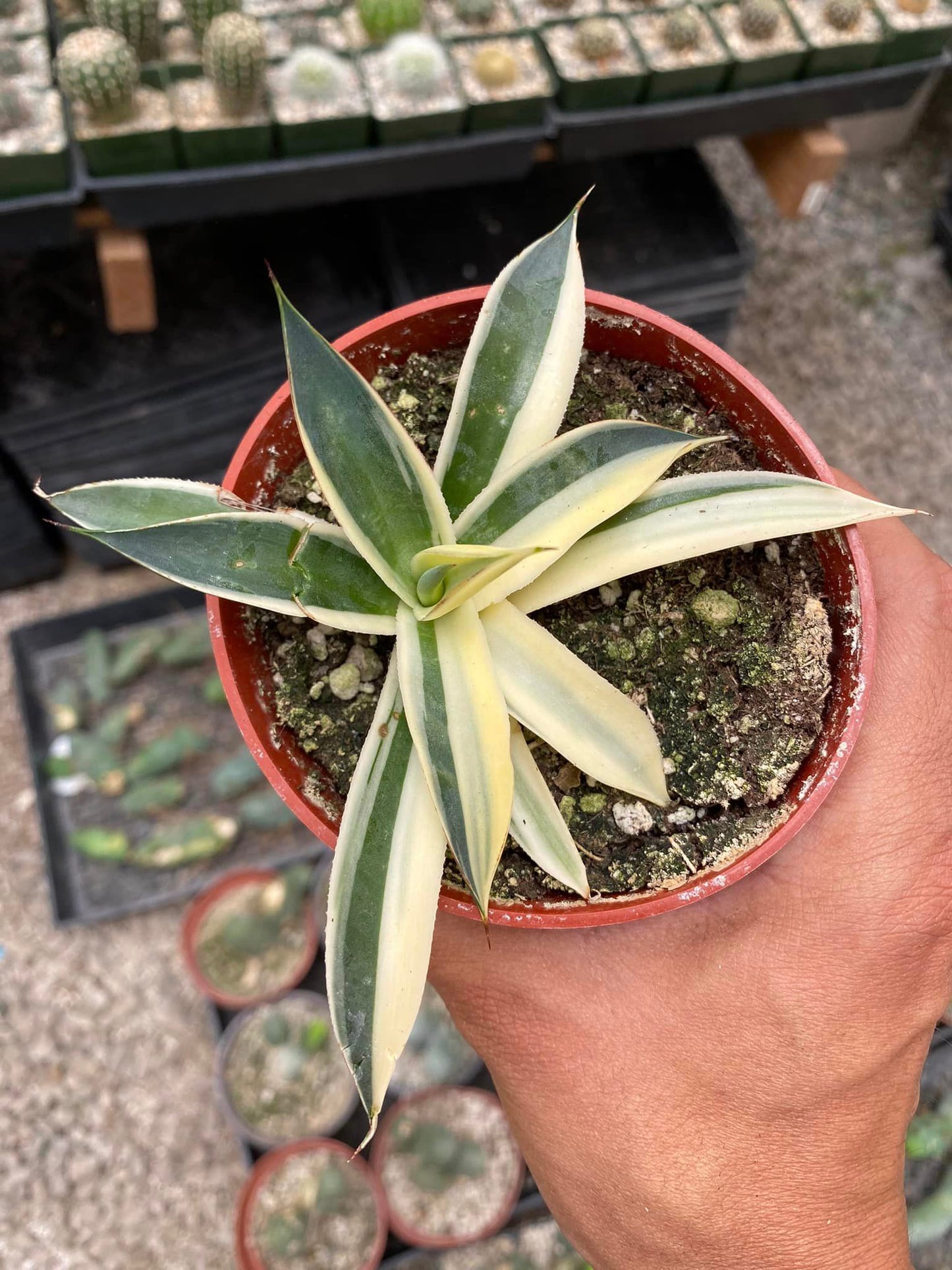 Agave sun glow half variegated