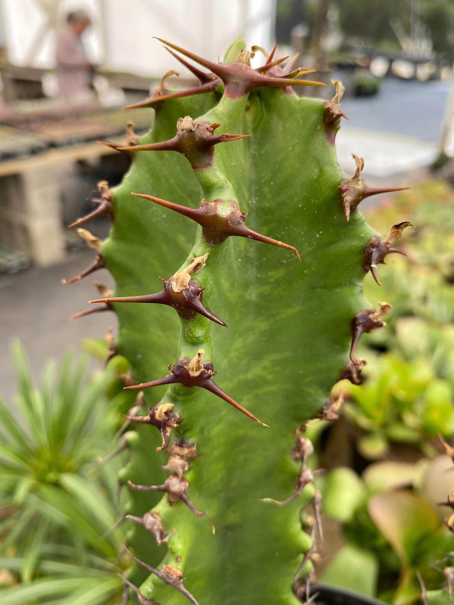 Euphorbia ingens chocolate drop 8”