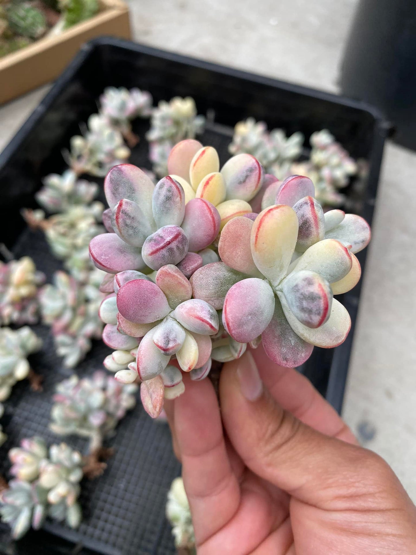 Cotyledon orbiculata var. Ophylla variegado cluster