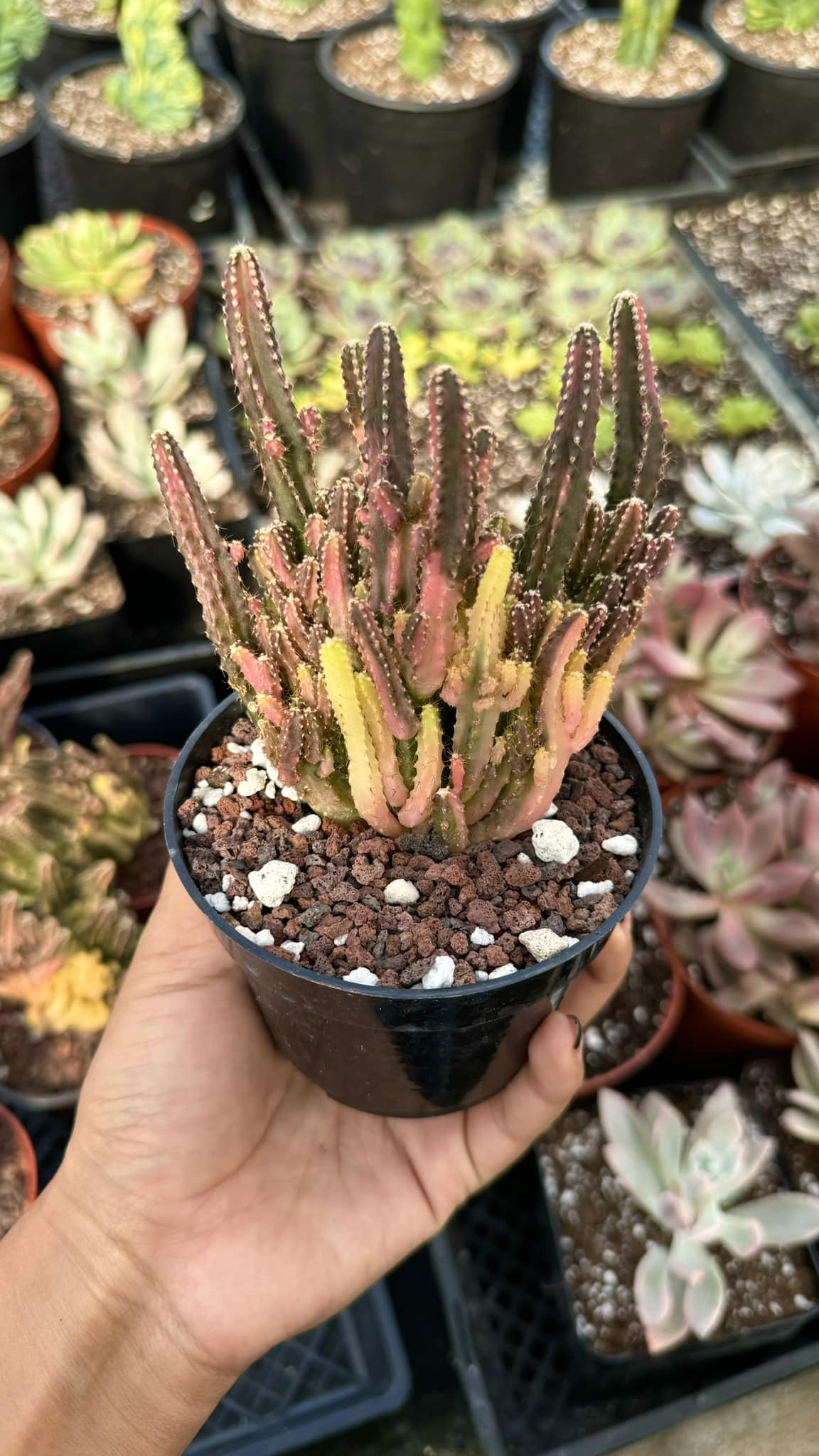 Cereus tetragonus variegado (castillo de hadas)