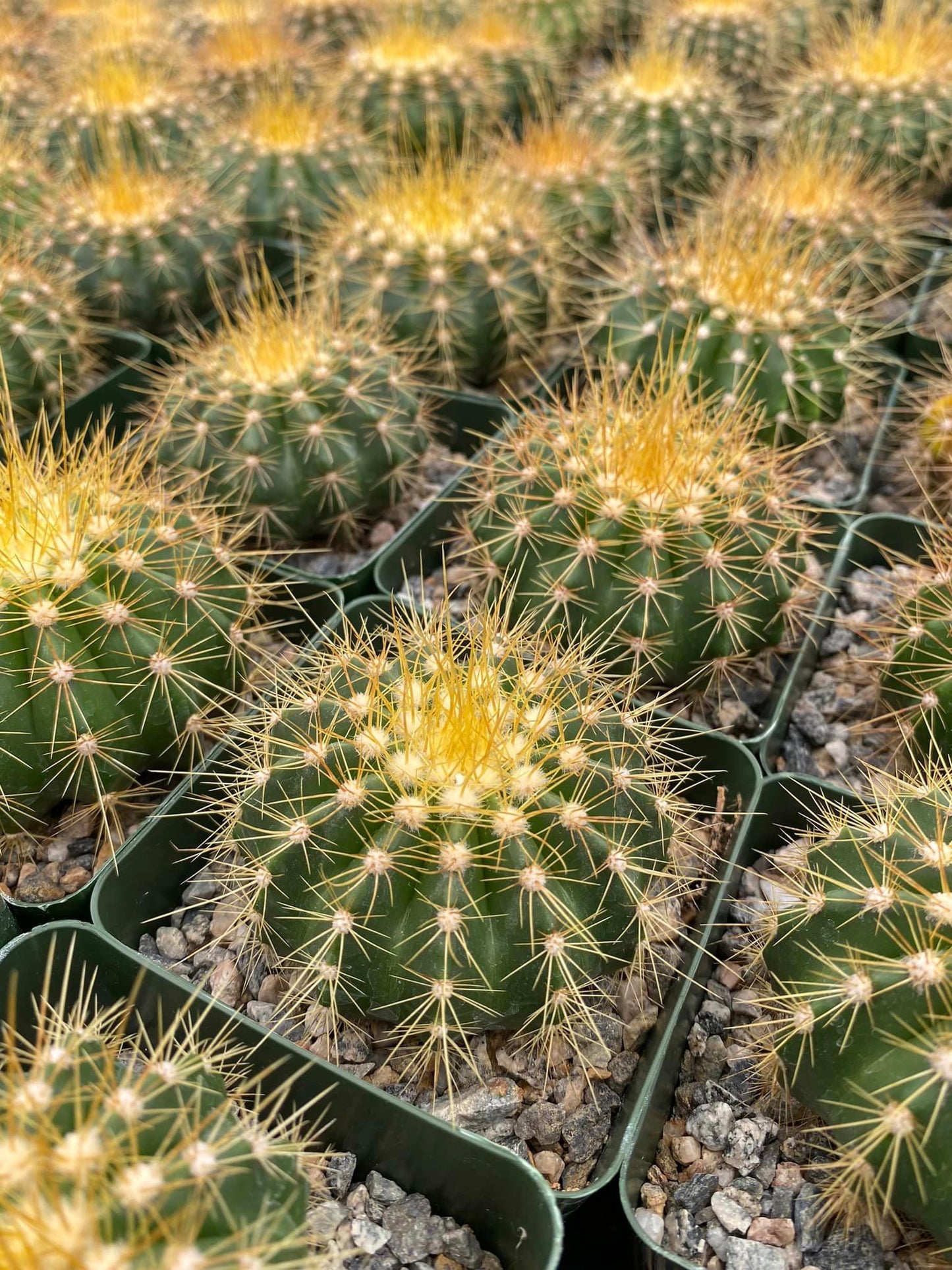 Buiningia brevicylindrica var. Longispina