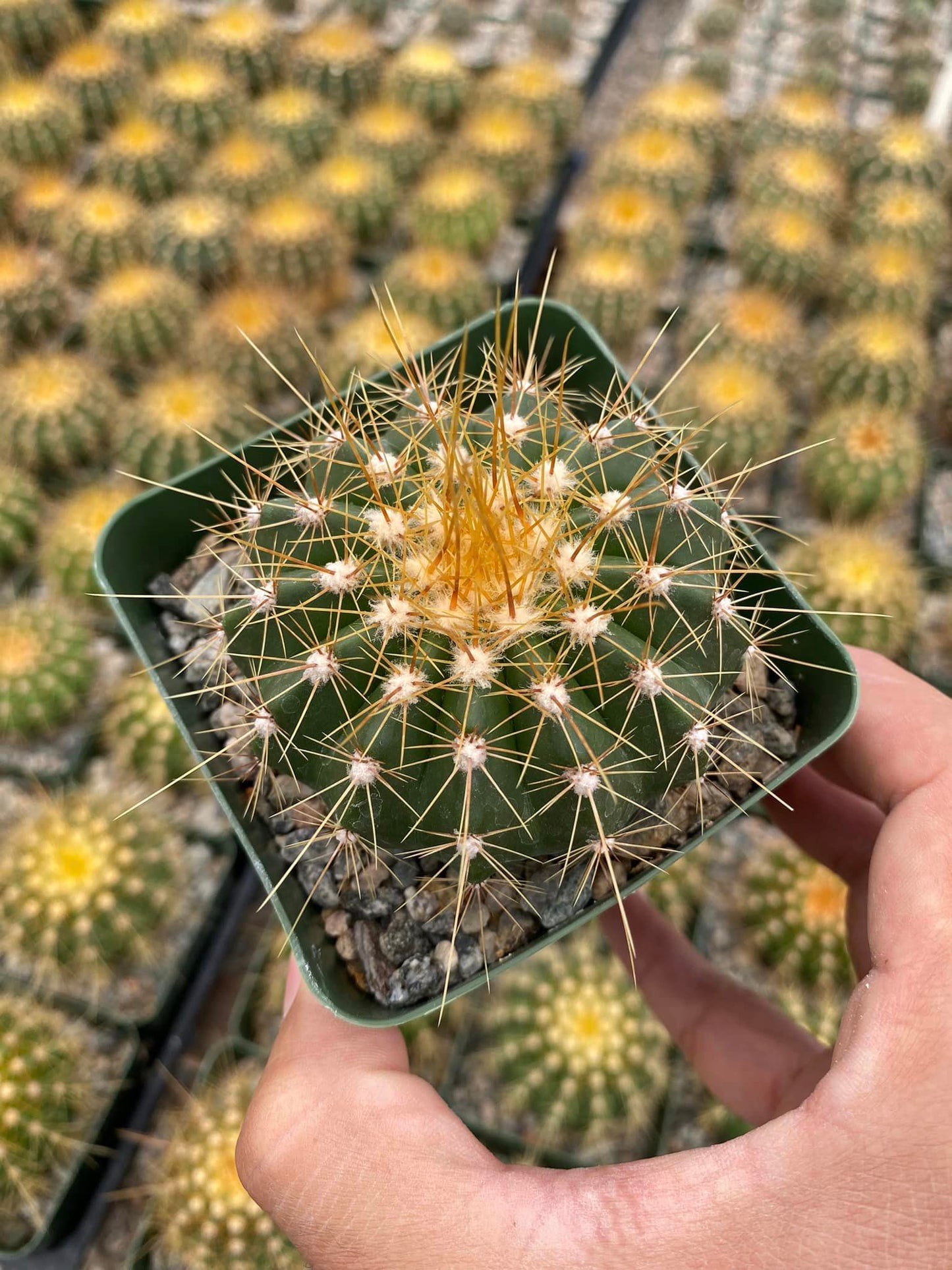 Buiningia brevicylindrica var. Longispina