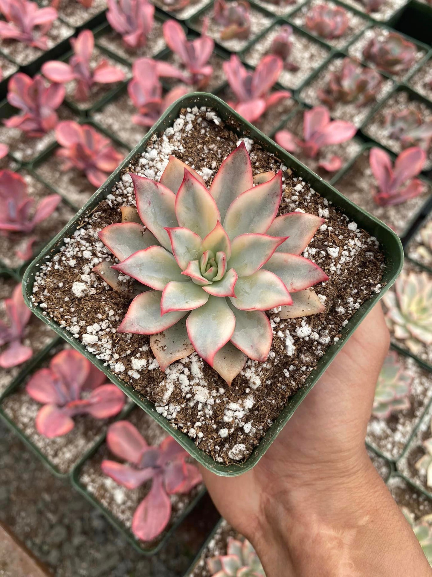 Echeveria moon goddes