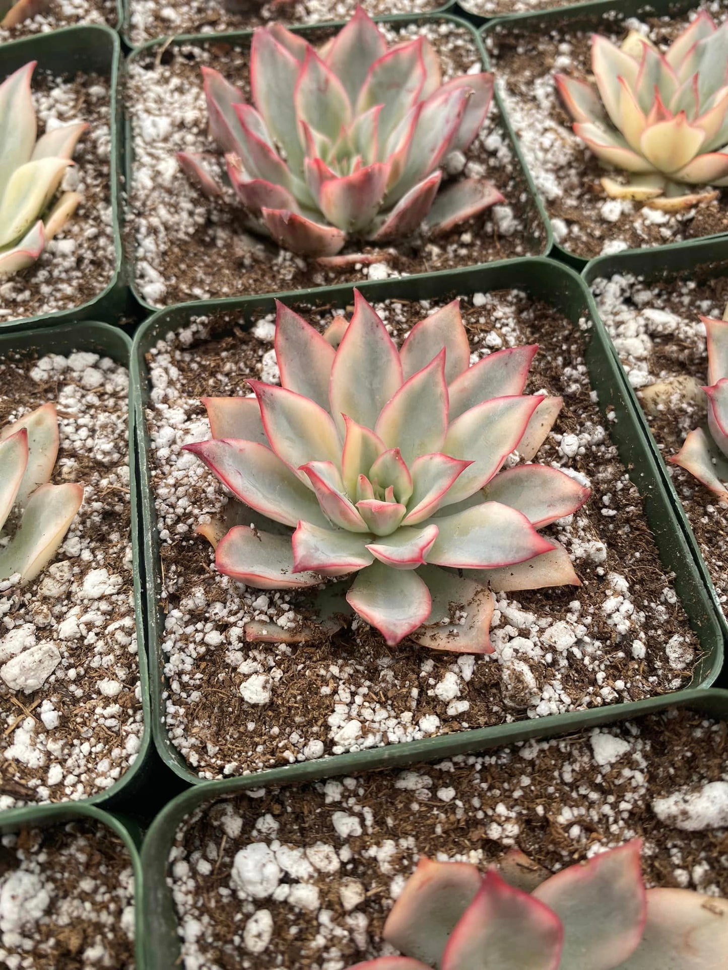 Echeveria moon goddes