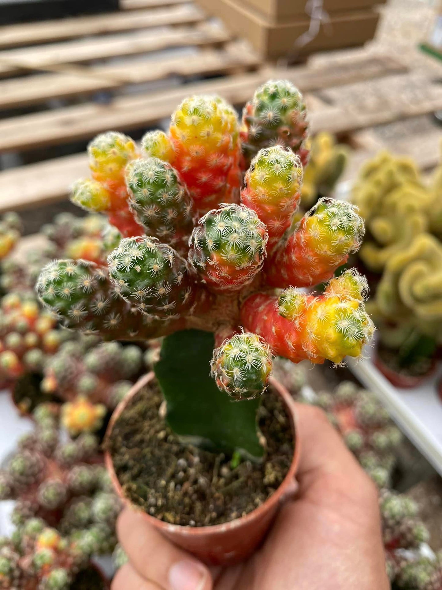 Injerto Mammillaria saboae Variegada