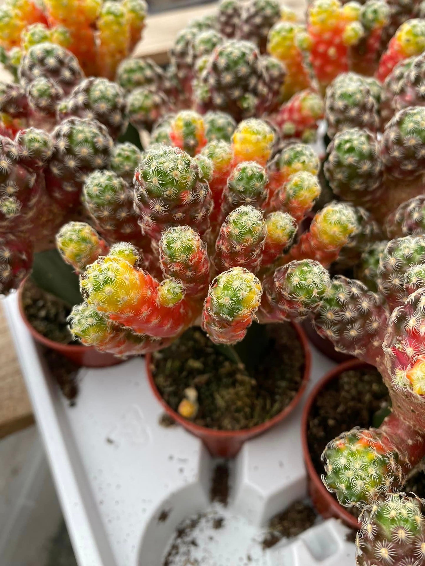 Injerto Mammillaria saboae Variegada