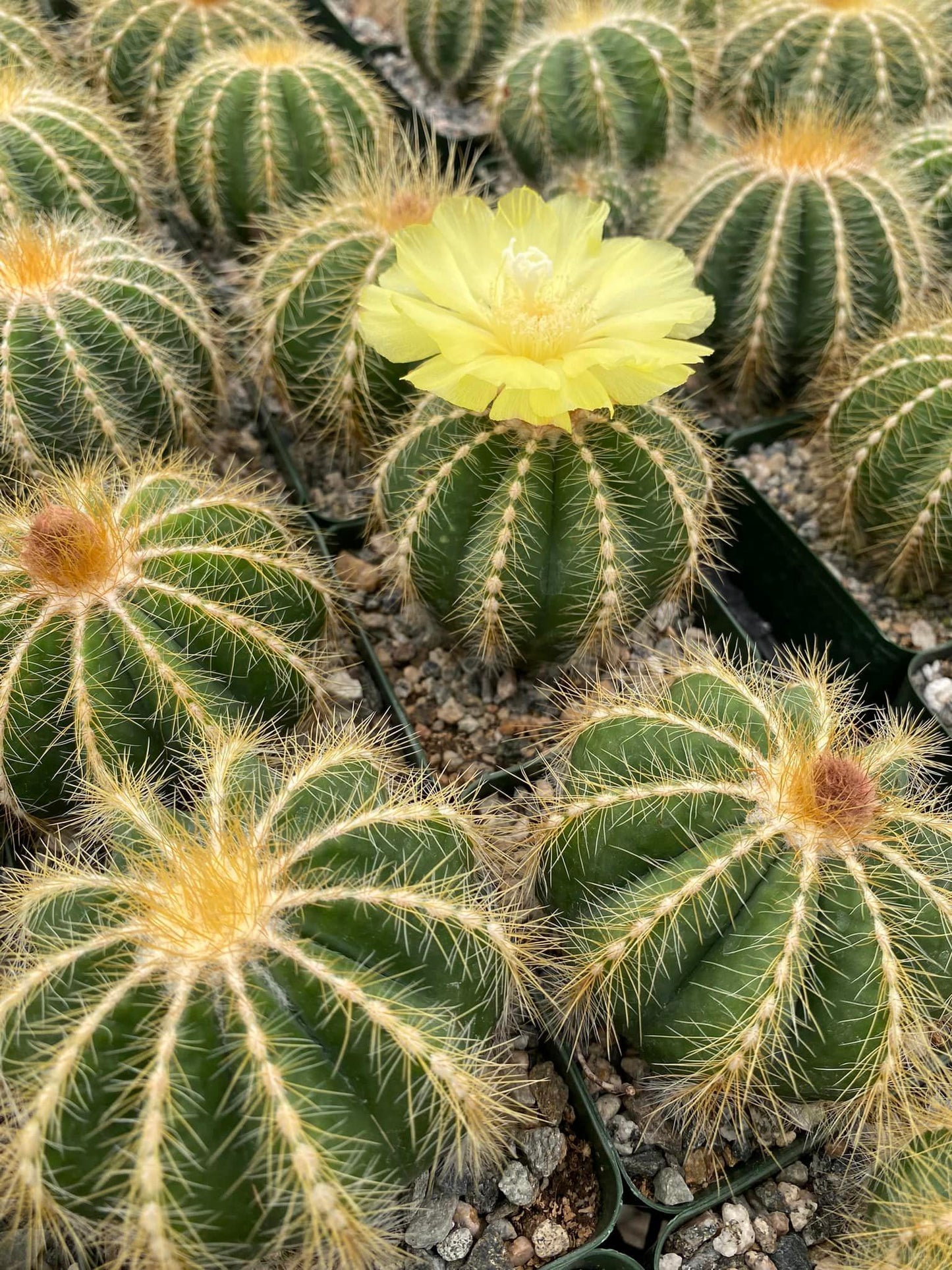 Notocactus magnificus