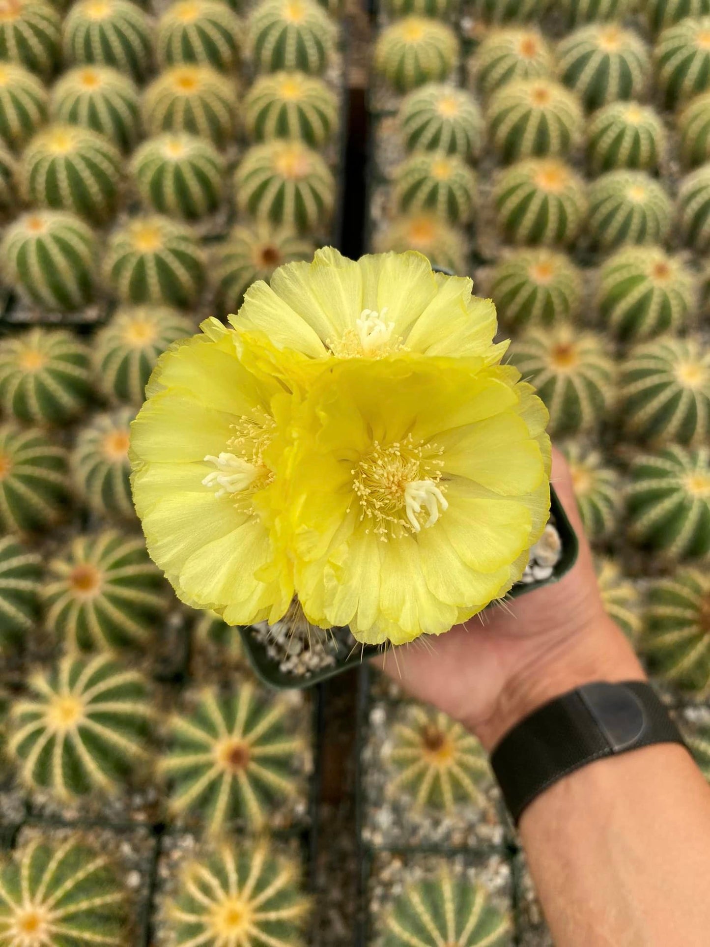 Notocactus magnificus