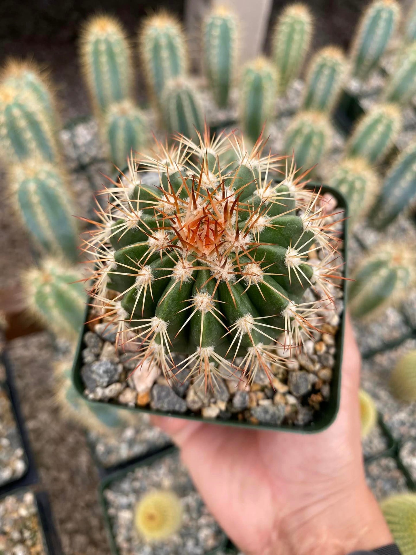 Melocactus guitartii