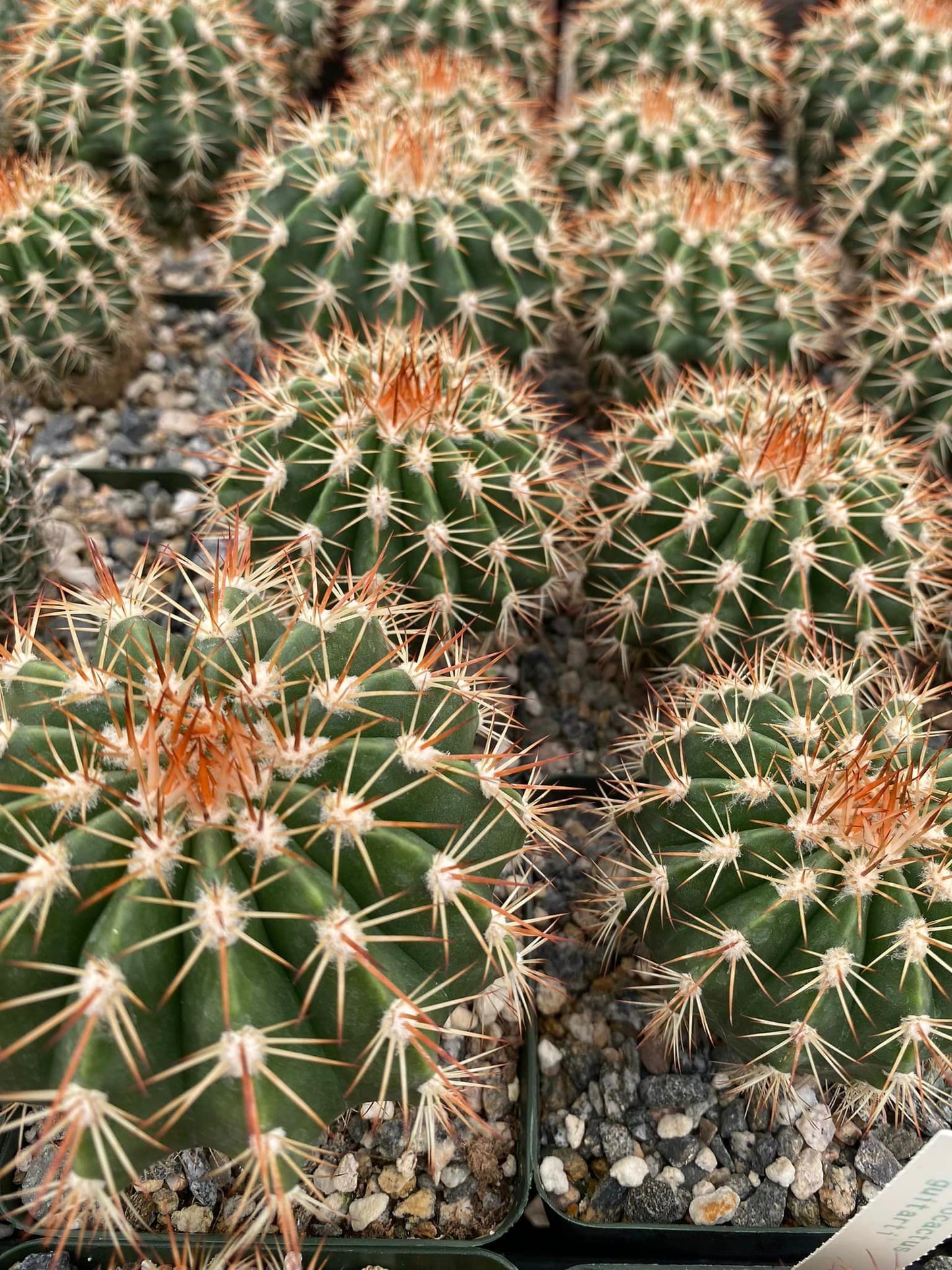 Melocactus guitartii