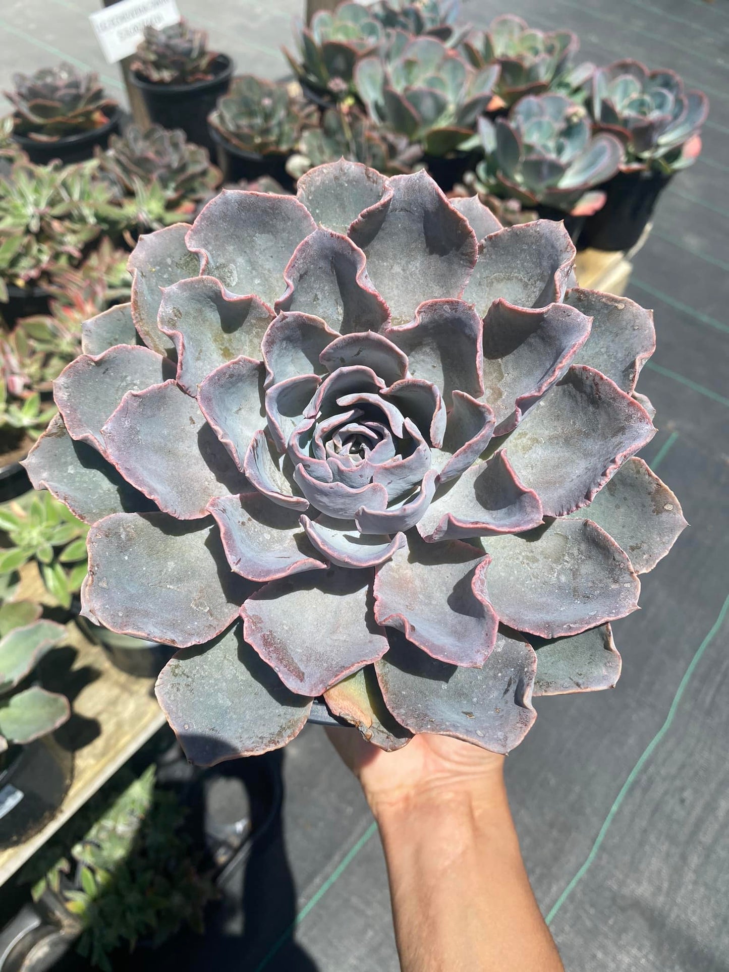 Echeveria kaliska