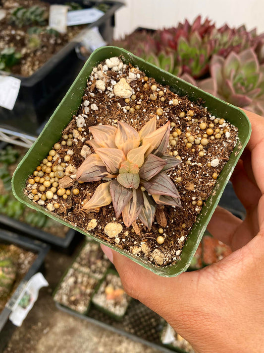 Haworthia atrofusca variegada