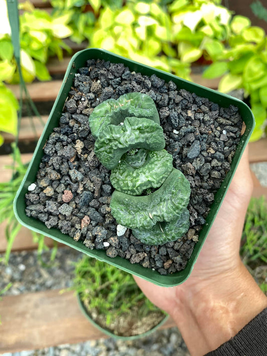 Haworthia truncata ‘daikoku’