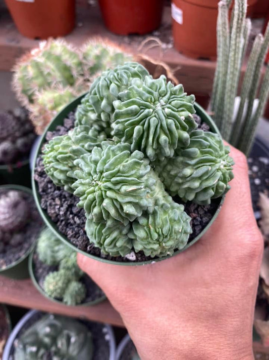 Echinofossulocactus inermis cluster