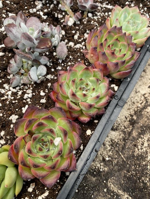 Echeveria híbrido K