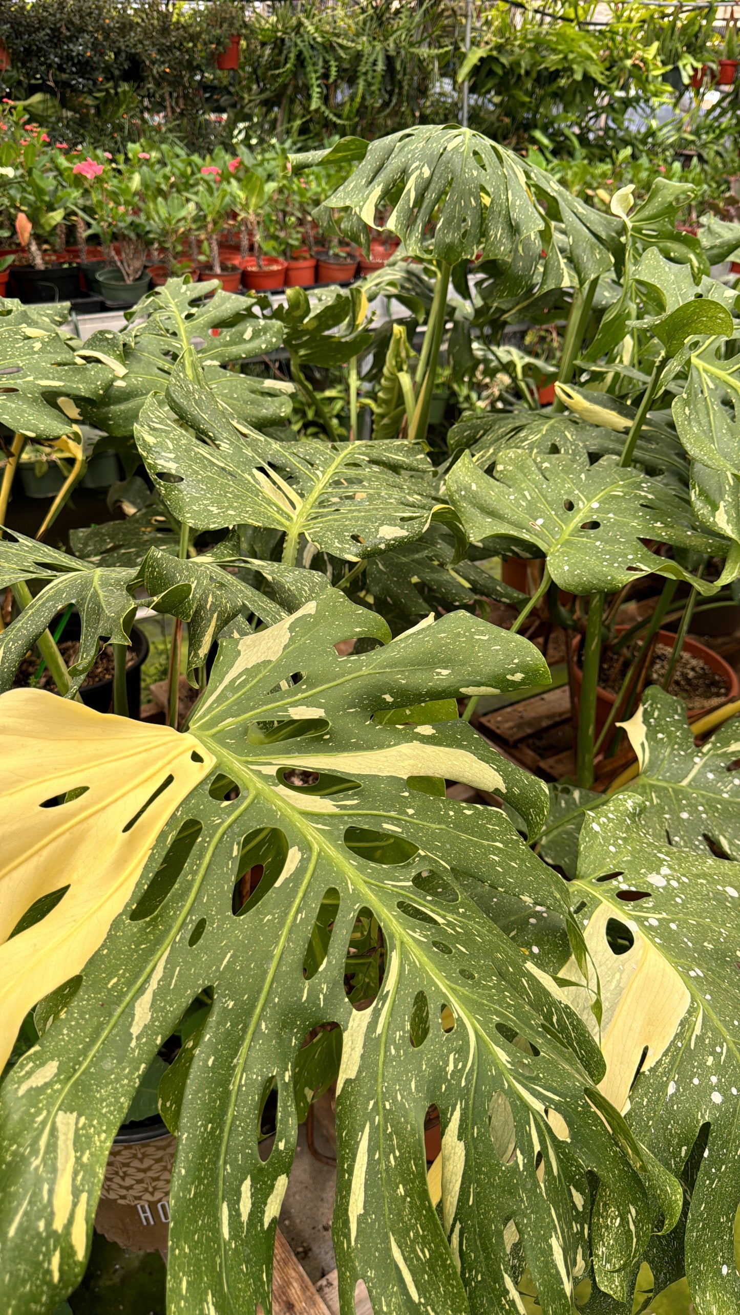 Monstera Thai constellation