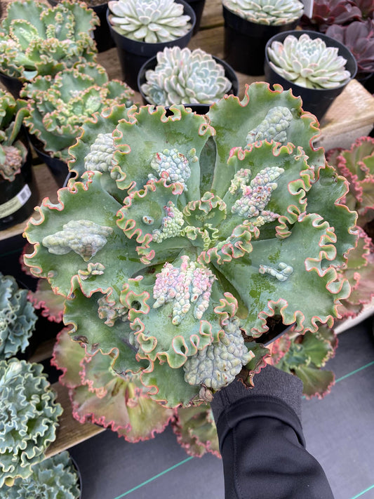 Echeveria sea dragón