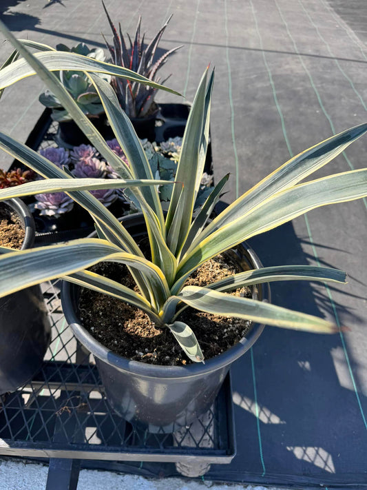 Agave tequilana variegado