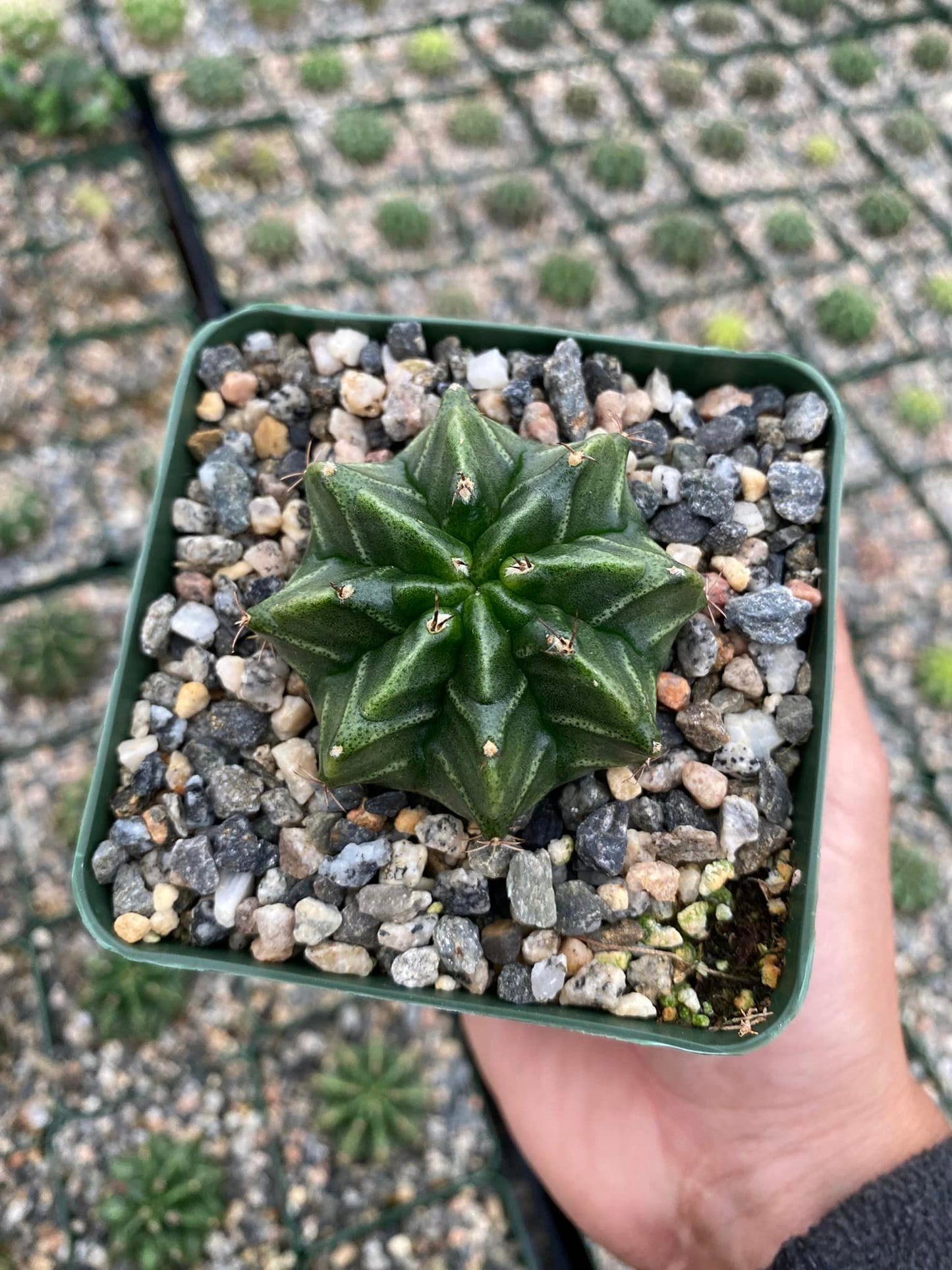 Gymnocalycium Stenogonum