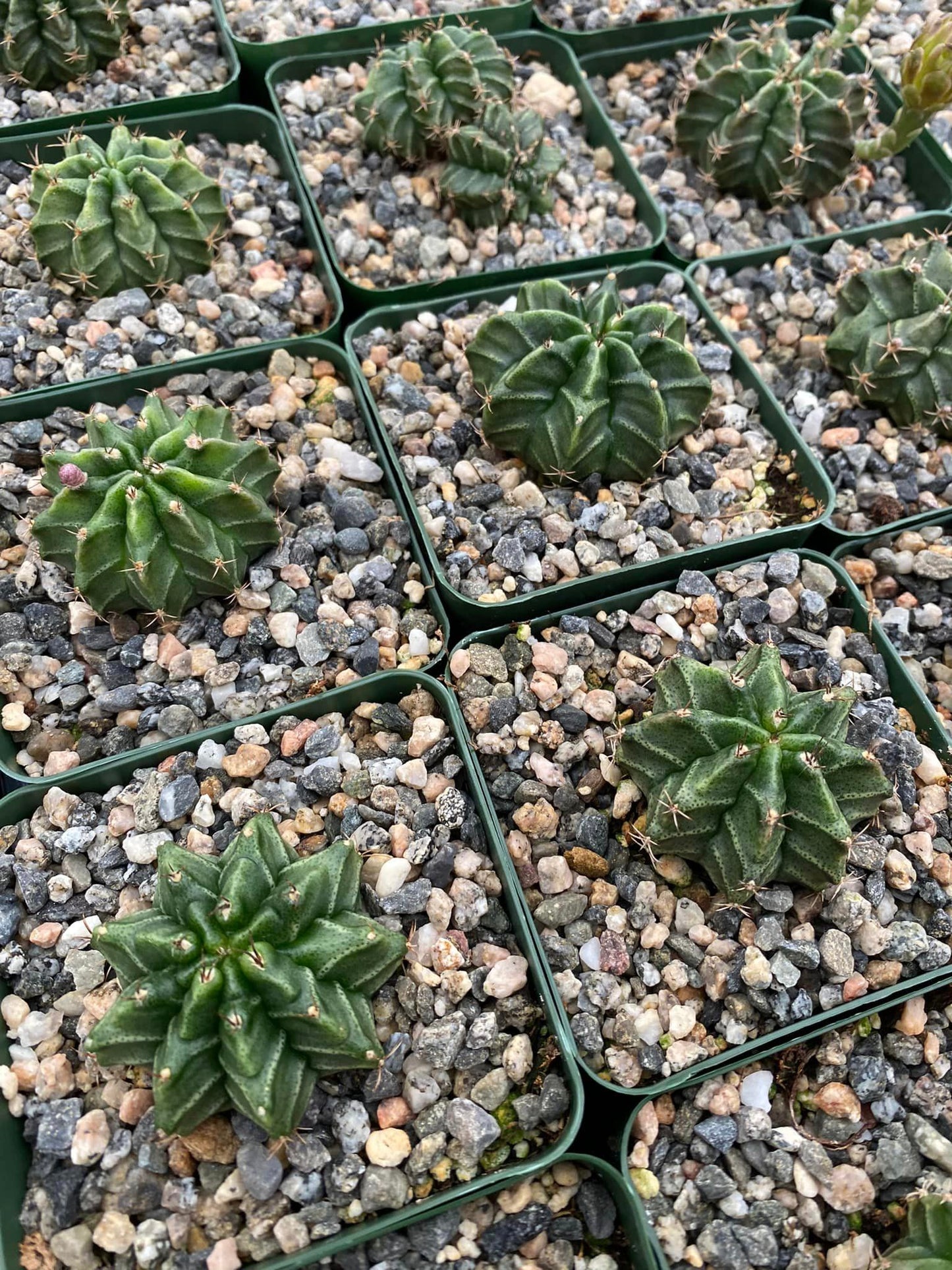 Gymnocalycium Stenogonum