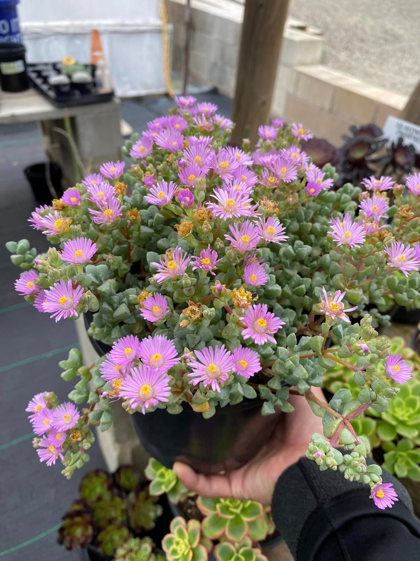 Lampranthus deltoides