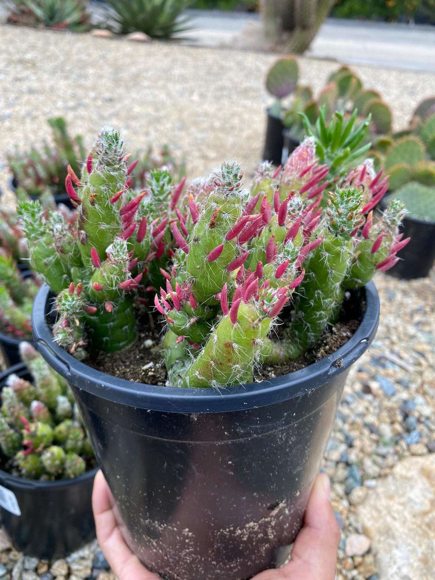 Opuntia desert snow pine