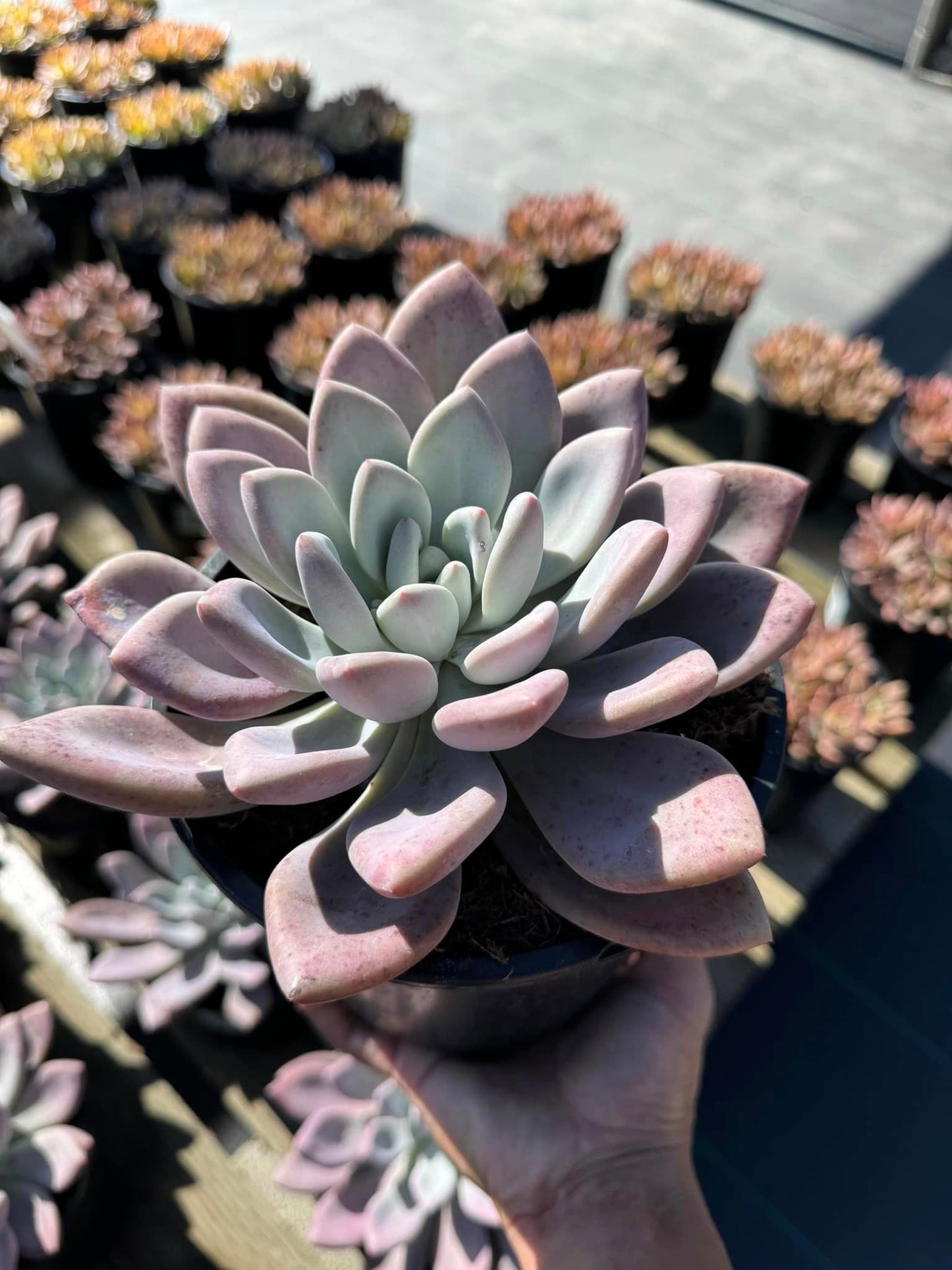 Graptoveria 'Opalina'