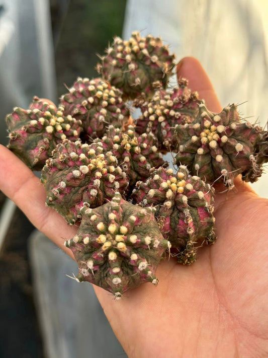 Gymnocalycium 'T-Rex'