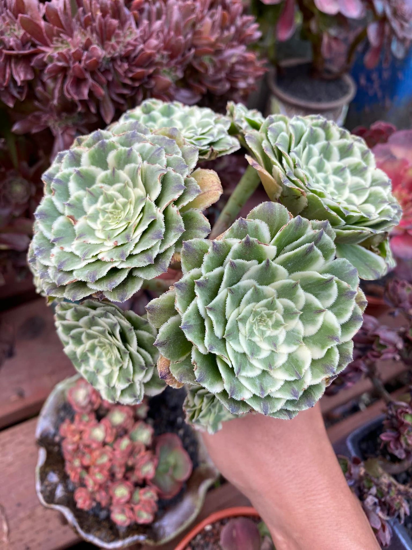 Aeonium green wave cluster