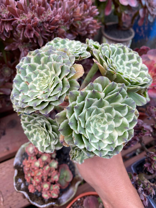 Aeonium green wave cluster