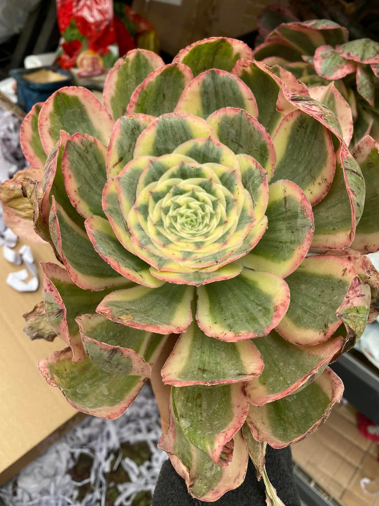 Aeonium poseidon jumbo