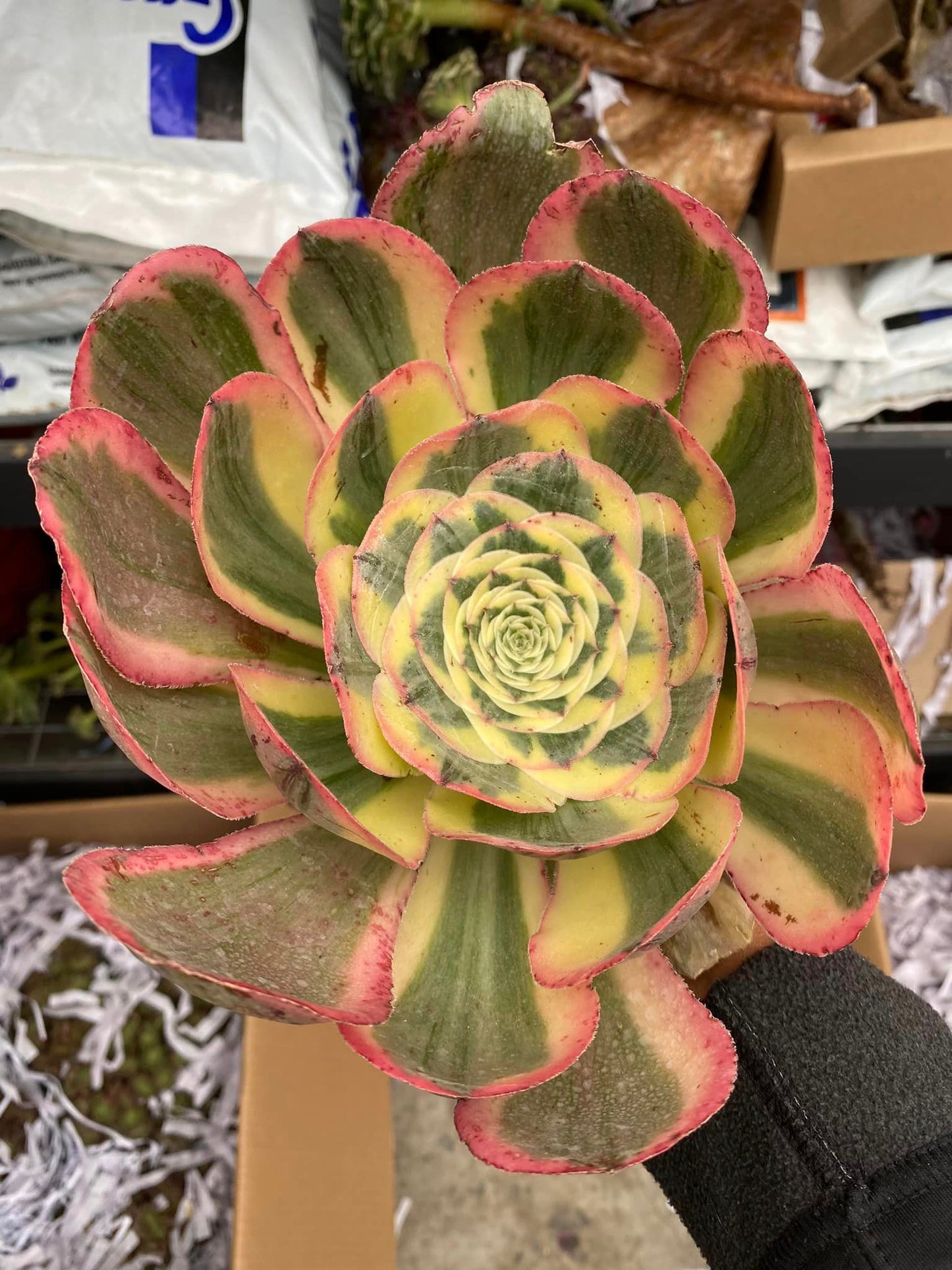 Aeonium poseidon jumbo