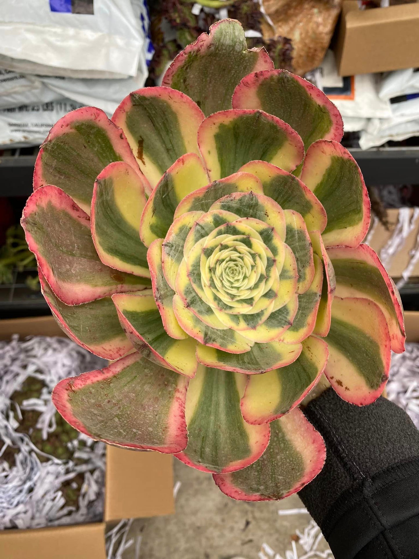 Aeonium poseidon jumbo