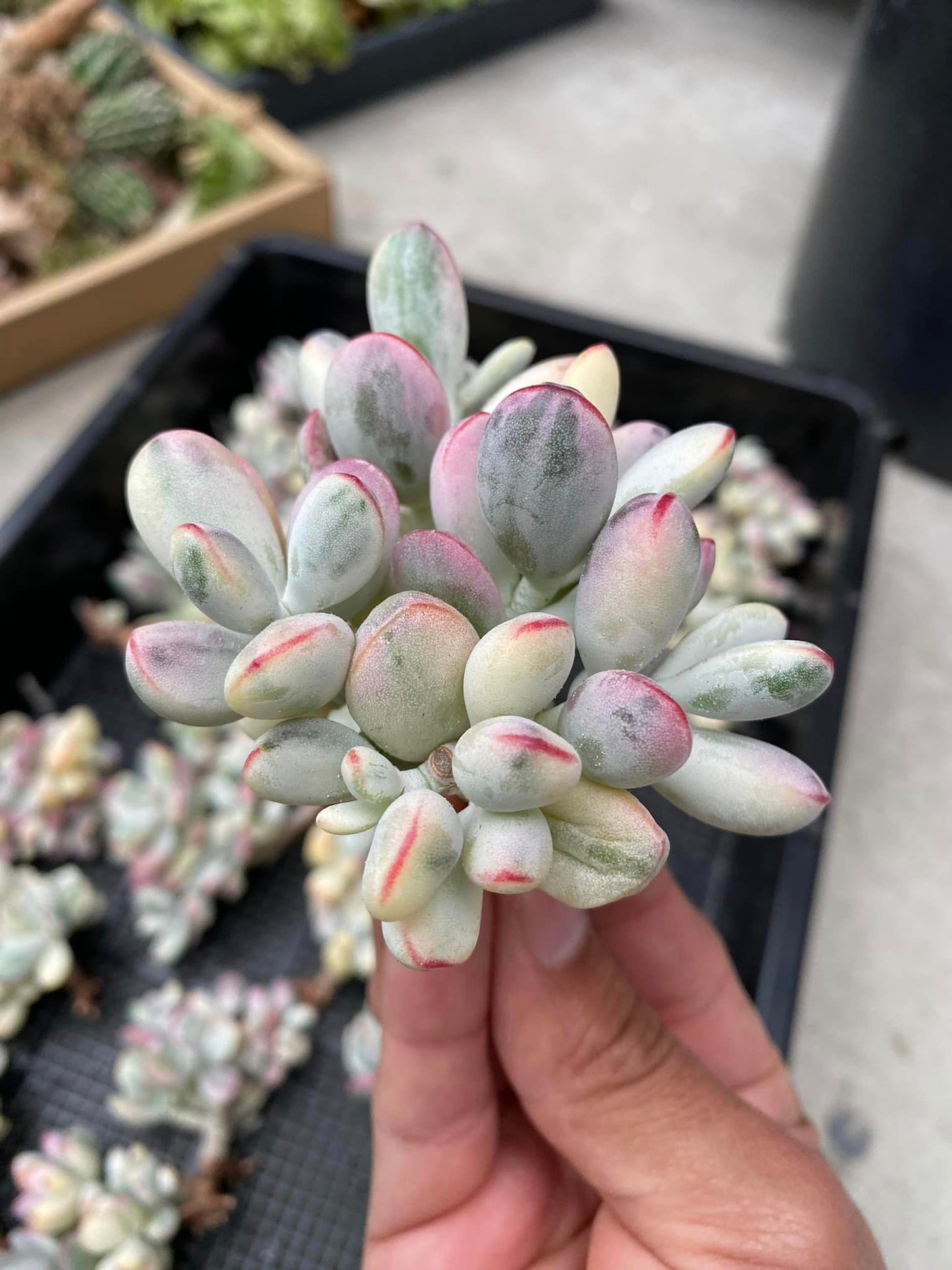 Cotyledon orbiculata ophylla variegated cluster