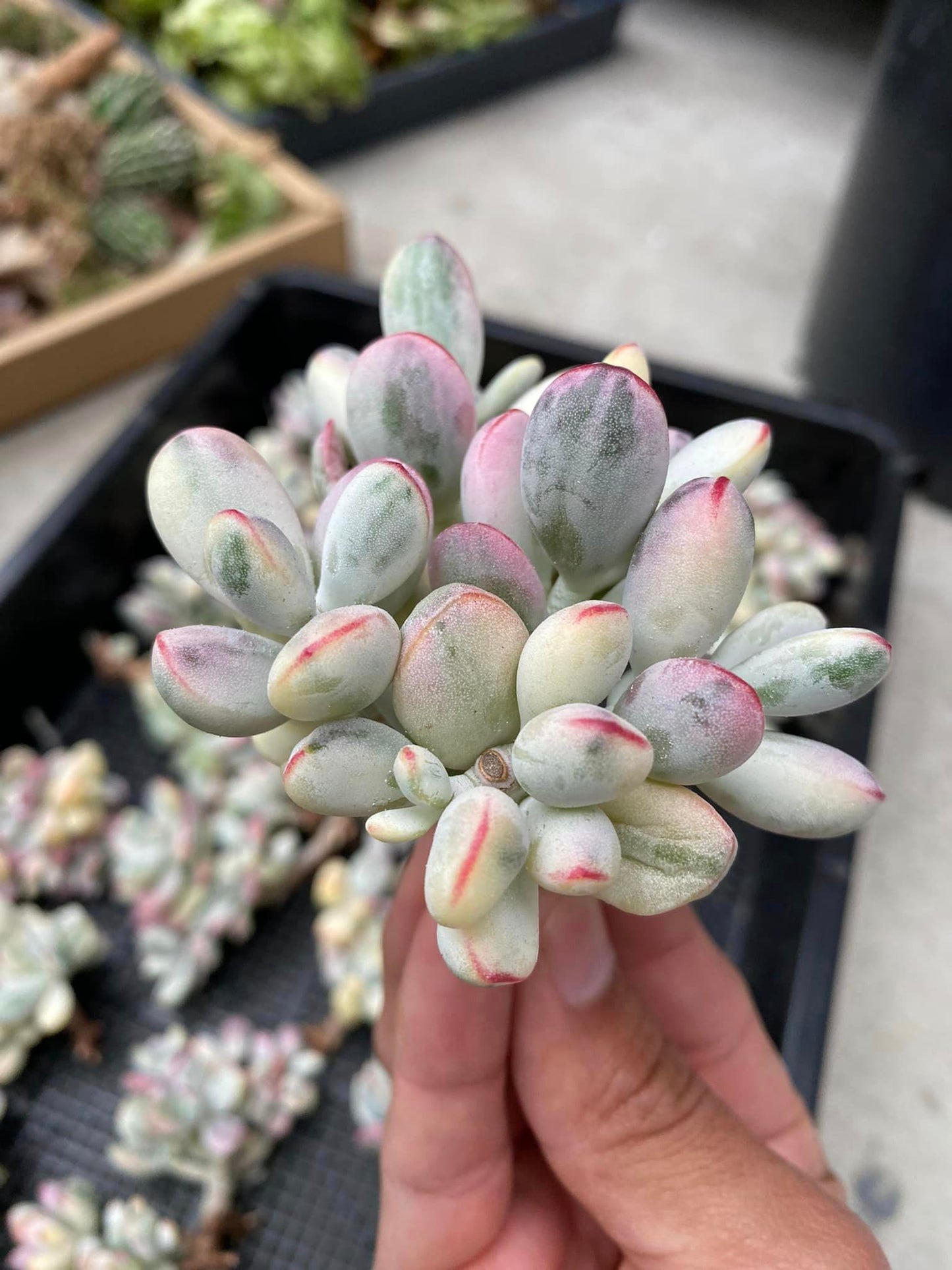 Cotyledon orbiculata ophylla variegated cluster