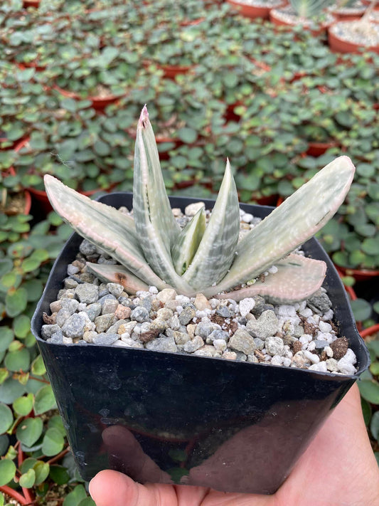 Gasteria sakura fuji white variegated