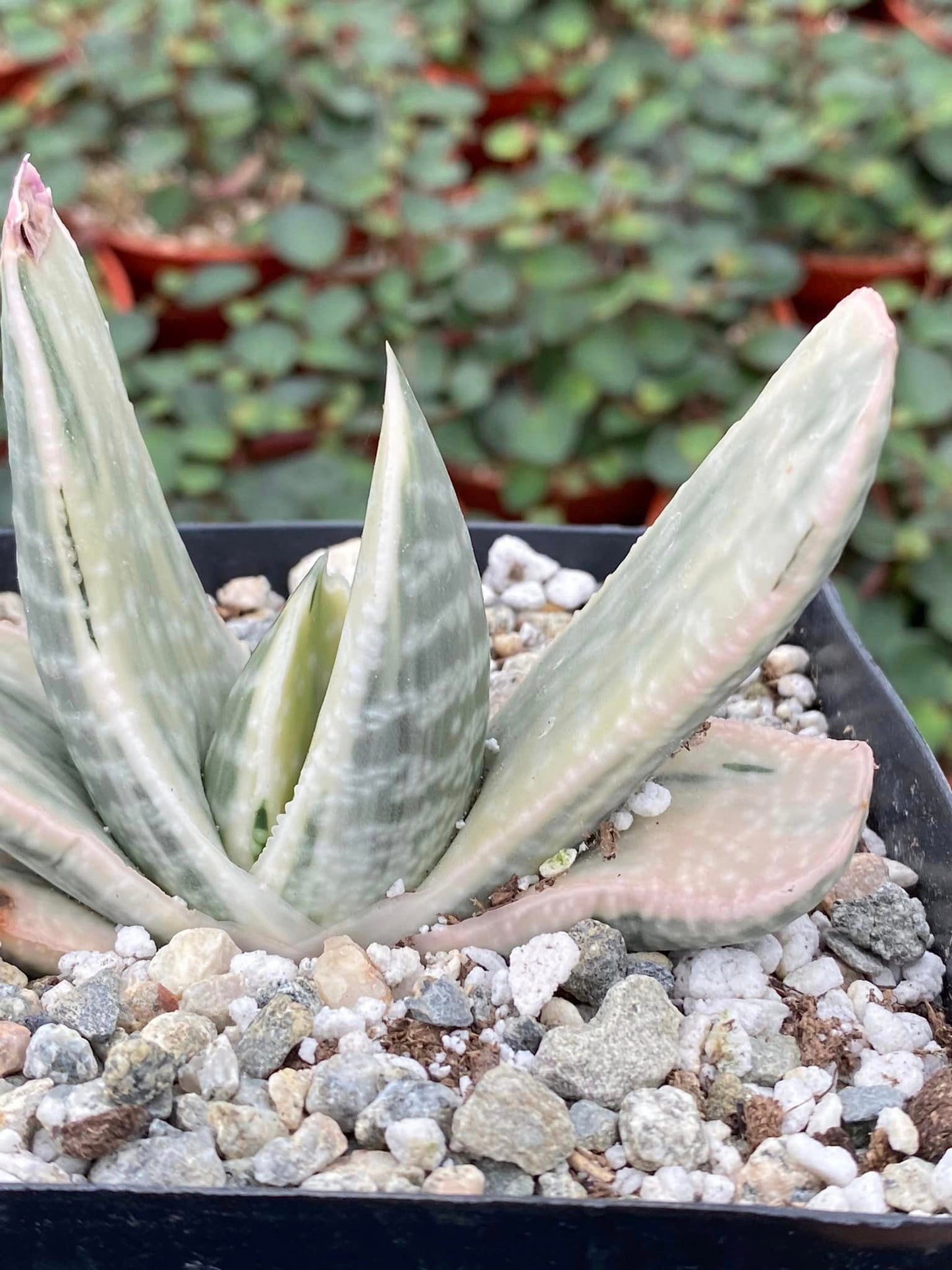 Gasteria sakura fuji white variegated